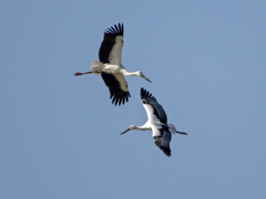 コウノトリ飛翔
