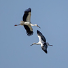コウノトリ飛翔