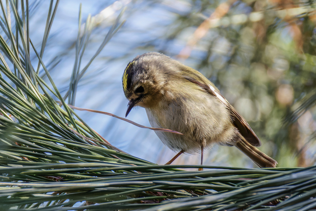 虫を探す菊ちゃん