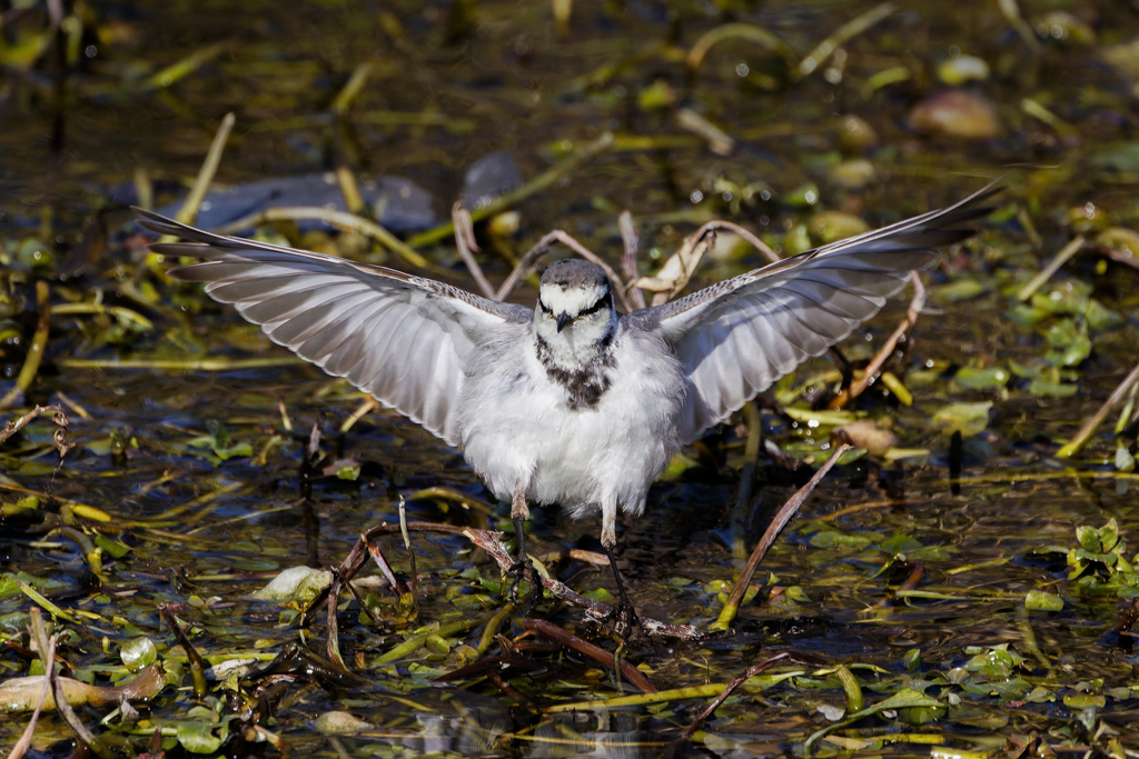  白セキレイの飛び着き