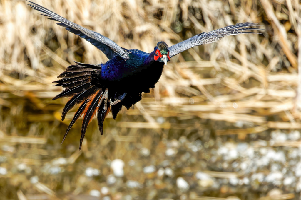 何処に降りようか？