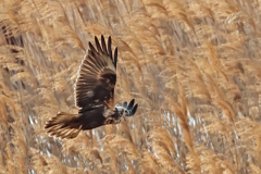 よし原バックに飛ぶチュウヒ