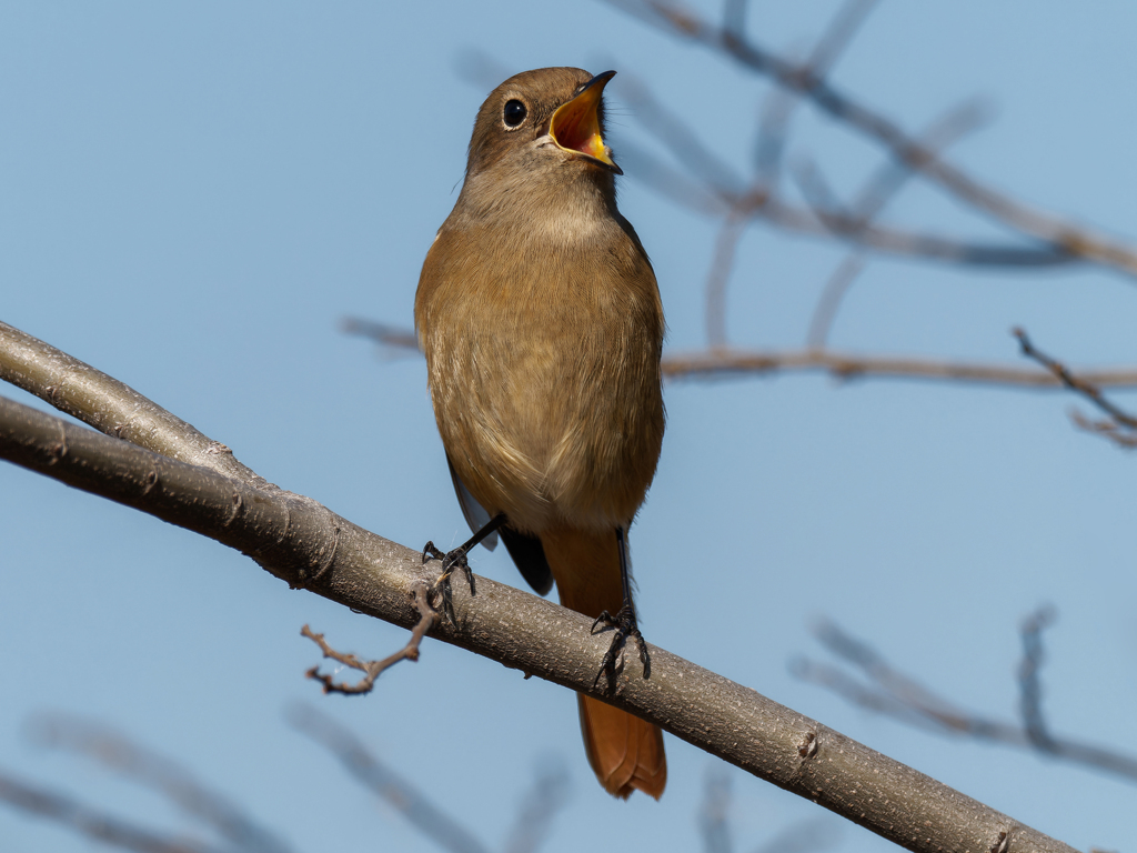 鳴いているジョウビタキ♀