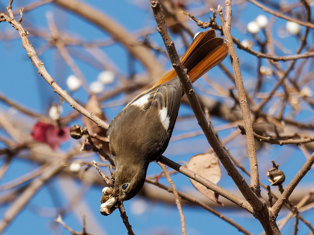 実を食べに来るジョウビタキ♀