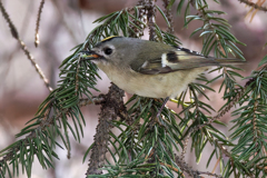 キクイタダキ③