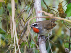 淀川の天然ノゴマ①