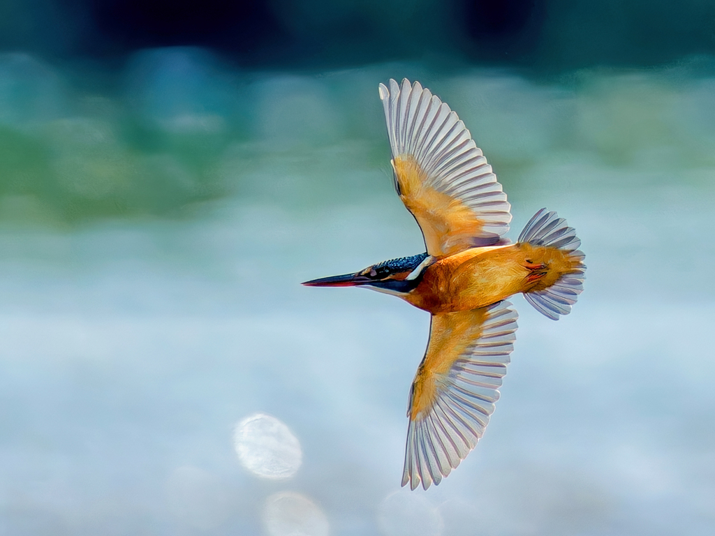 カワセミ飛翔姿