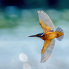 カワセミ飛翔姿