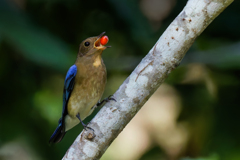 実を食べるオオルリの若