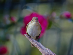 山茶花にシンクロ！