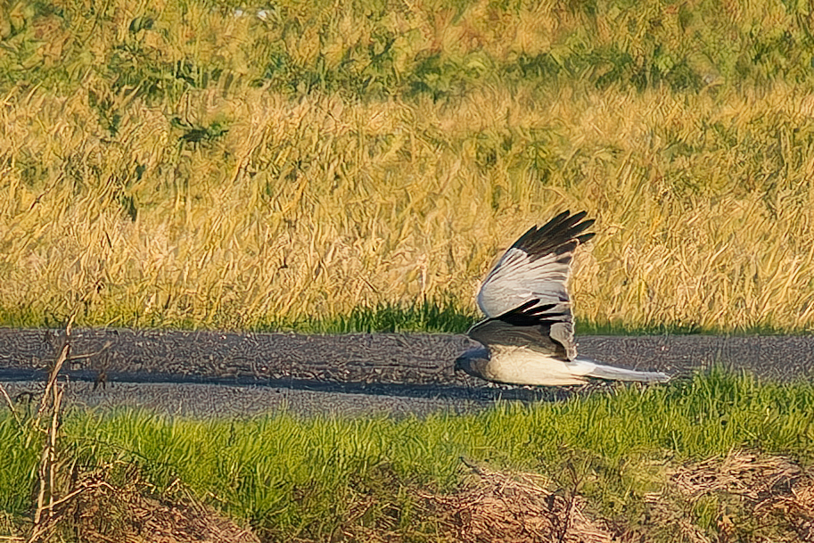 灰色チュウヒ干拓地を飛ぶ！③