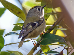 キクイタダキ③