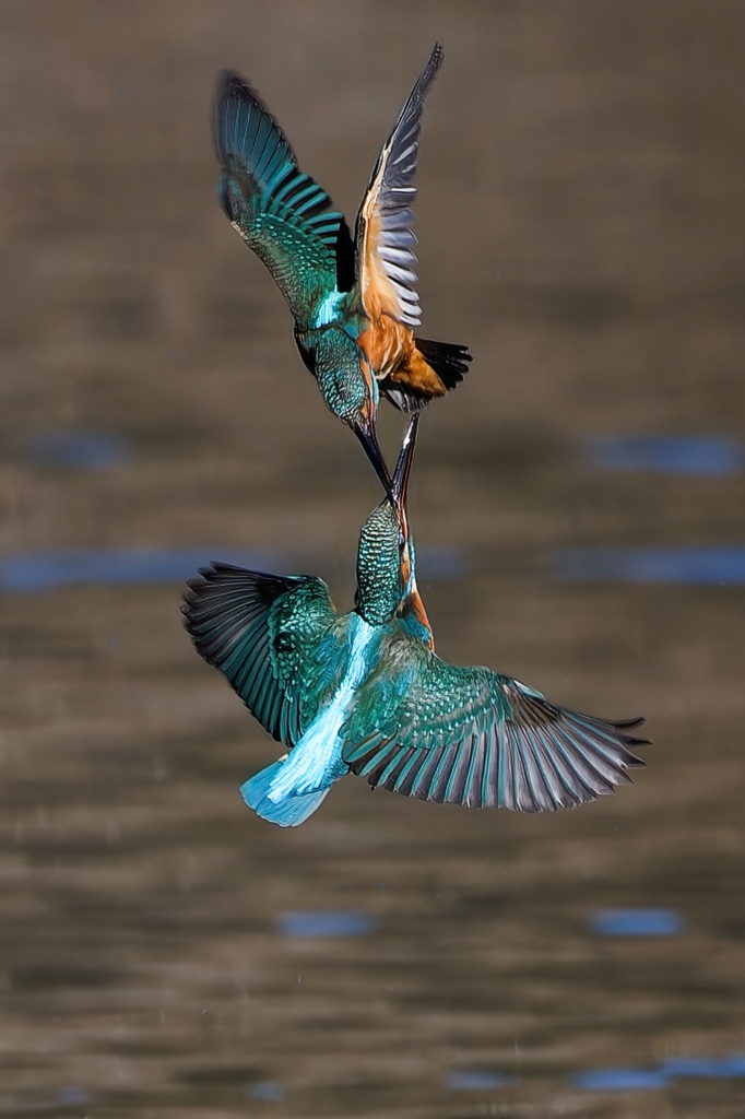 壮絶なカワセミバトル