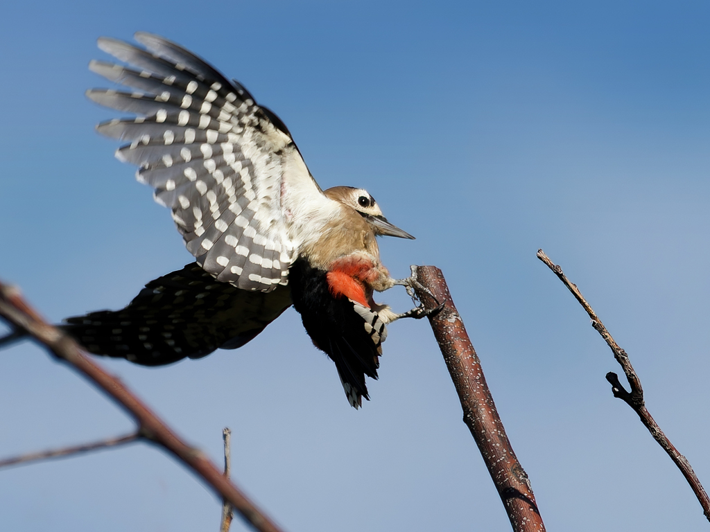 アカゲラ♀の飛着き