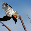 アカゲラ♀の飛着き