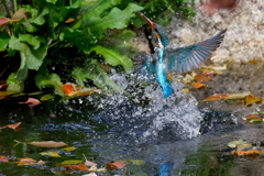 カワセミの水浴び