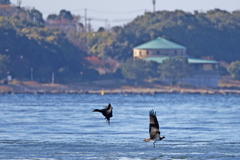 ミサゴと鵜のすれ違い