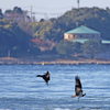 ミサゴと鵜のすれ違い