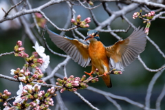 桜カワセミ②