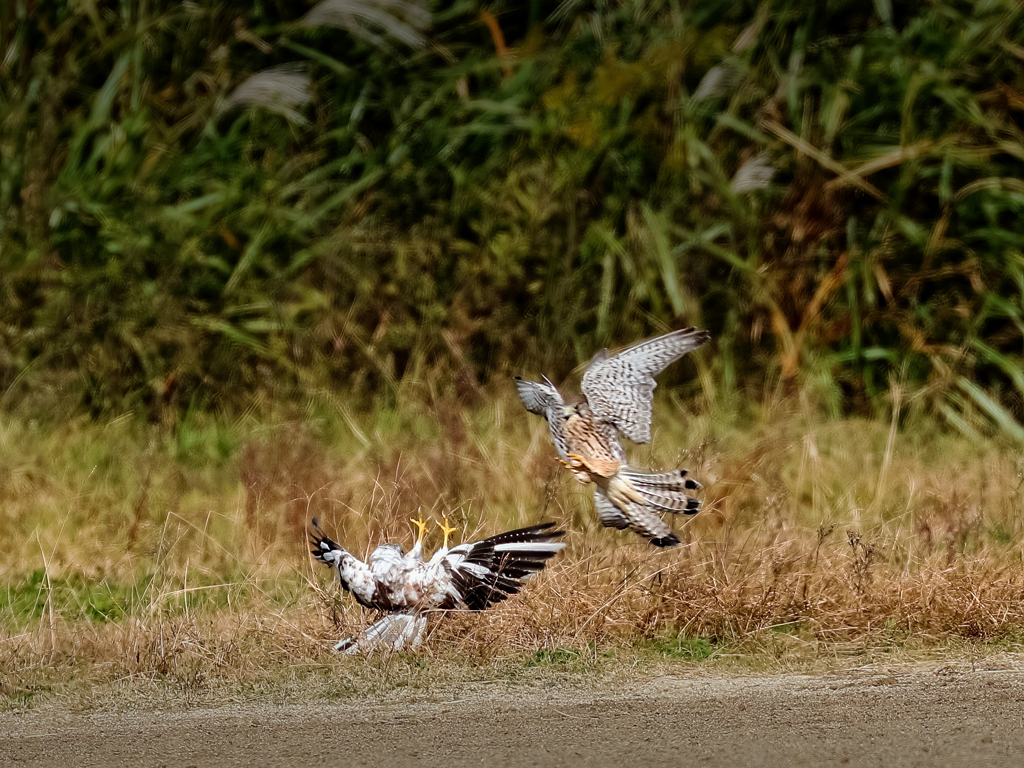 チョウゲンボウの対決