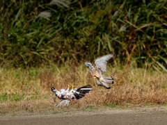 チョウゲンボウの対決