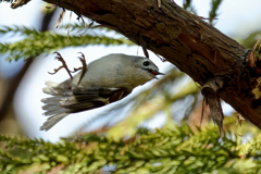 キクイタダキ④