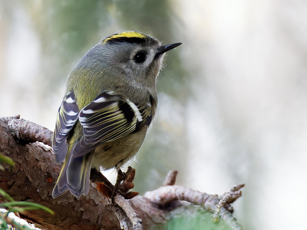 どアップ菊ちゃん