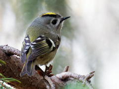 どアップ菊ちゃん