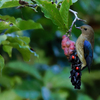 コブシの房にぶら下がるオオルリ若
