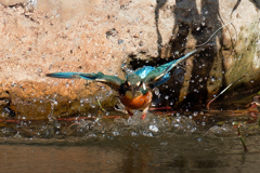 カワセミの離水