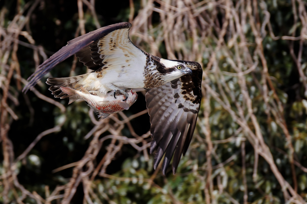 食い込んだ爪②