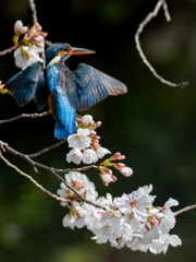 桜カワセミ①