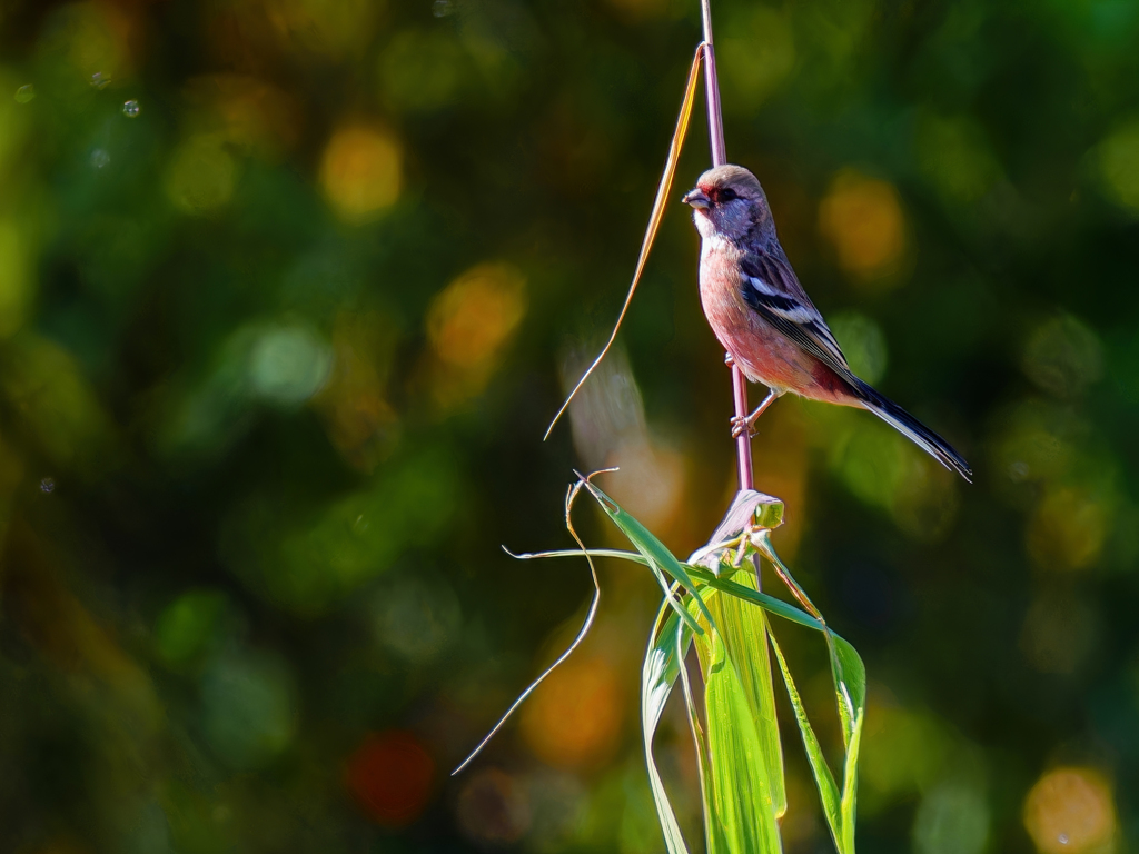ススキにベニマシコ