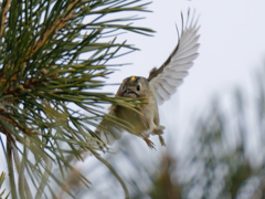 向かって来た 菊戴き