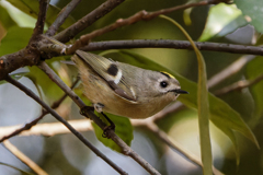 キクイタダキ②