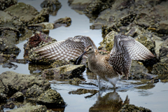 チュウシャクシギ②