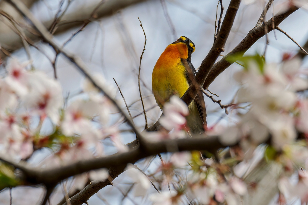 桜キビタキ④