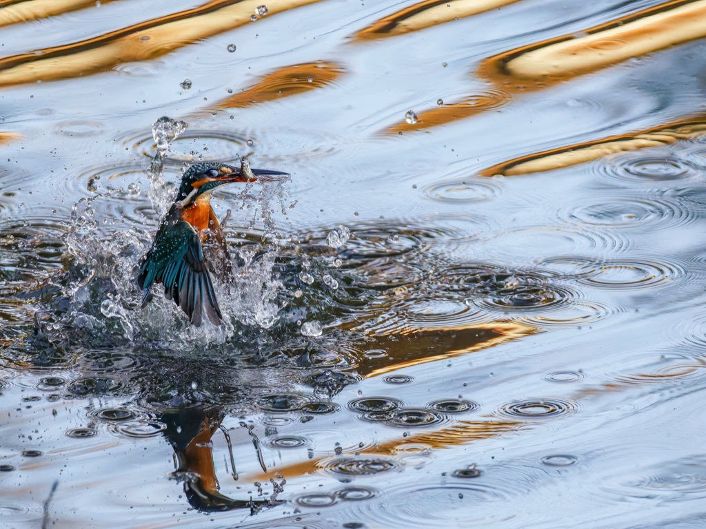 小魚ゲット！①