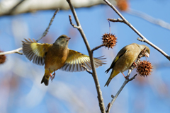 アメリカフウの実に集まるカワラヒワ達