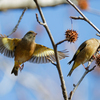 アメリカフウの実に集まるカワラヒワ達