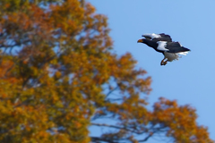 大鷲の飛び着き③