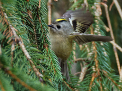 ドイツトウヒにキクイタダキ⑦