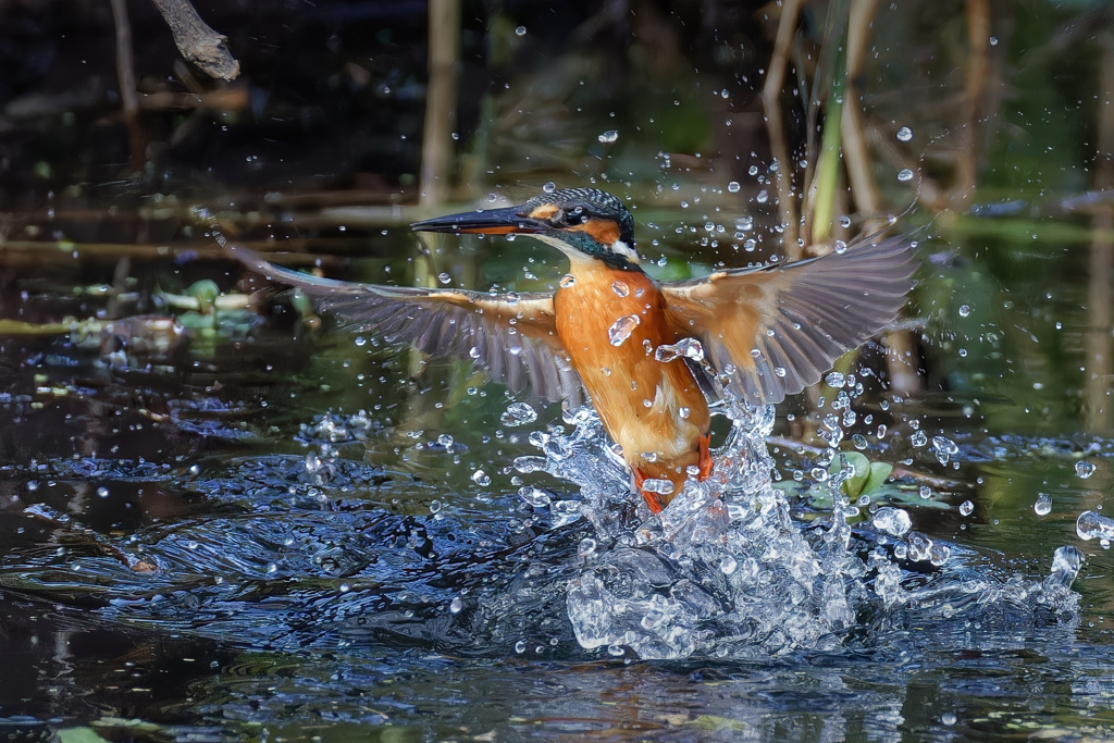 カワセミの離水