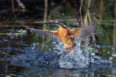 カワセミの離水