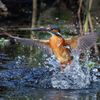 カワセミの離水