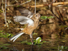 ベニマシコ♀の飛び出し