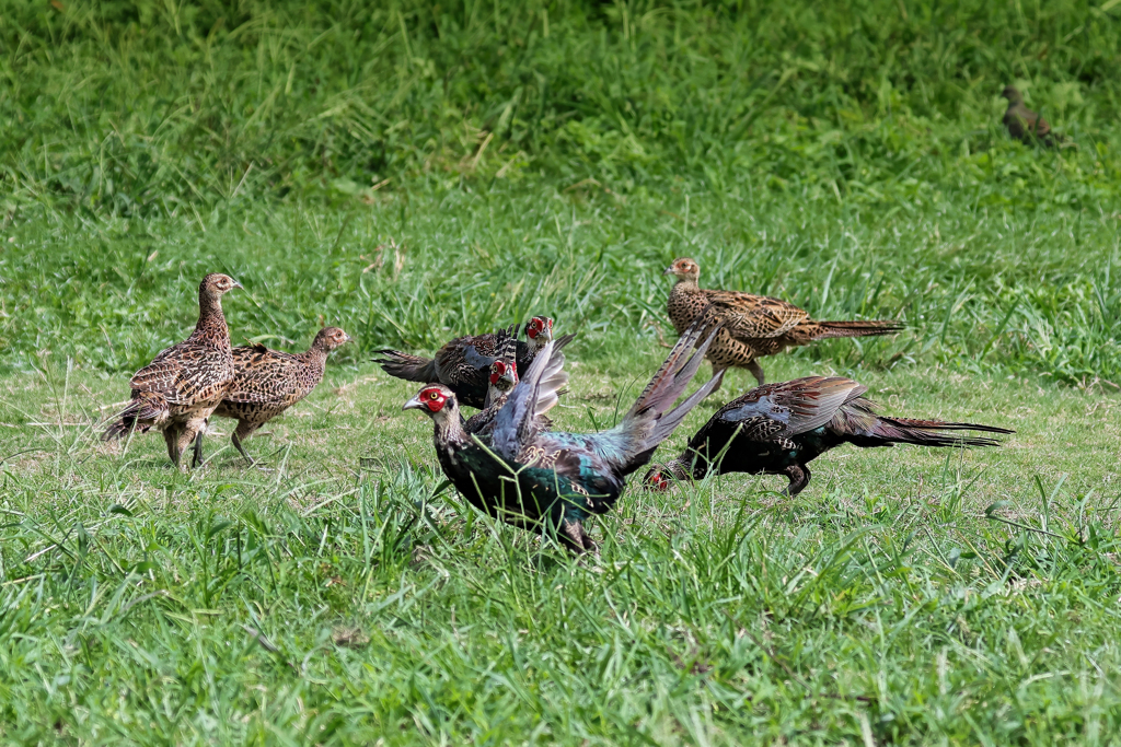 雉ファームみたい！