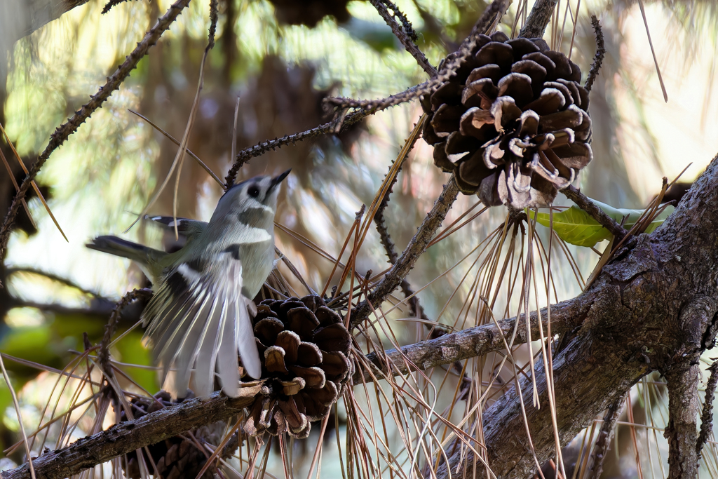 菊ちゃんの飛び出し