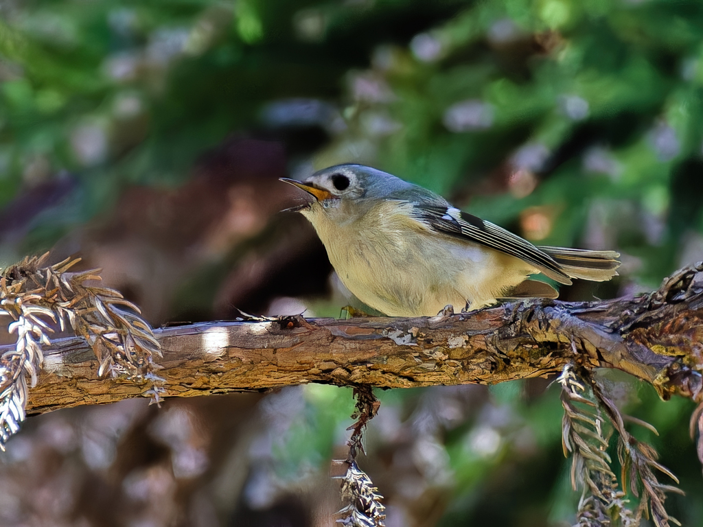 泣き叫ぶ菊ちゃん