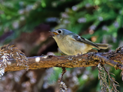 泣き叫ぶ菊ちゃん